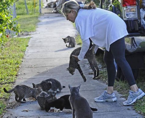 A The act of feeding cats, specifically, is not a crime under state law. . Is feeding stray cats illegal in florida